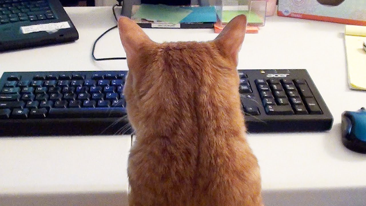 a cat with a laptop?